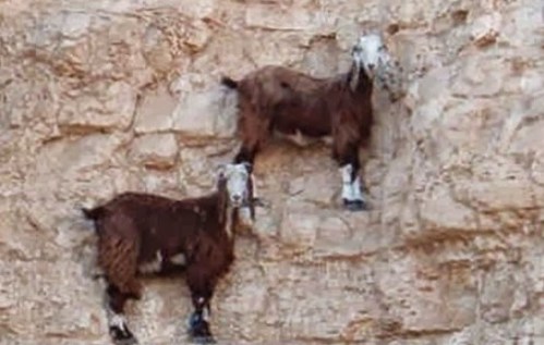 goats-wall