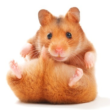 hamster roll