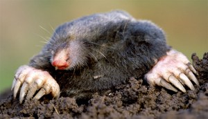 mole1