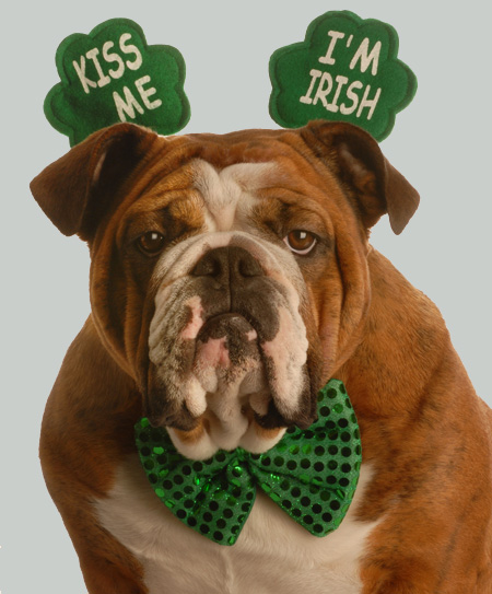 irish bulldog