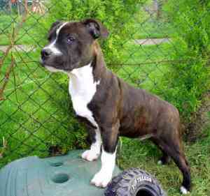 staffordshire-bull-terrier